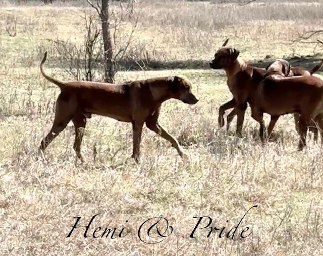 Hemi & Pride