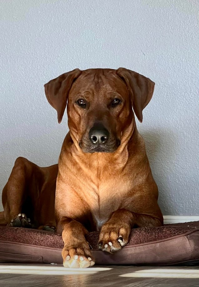 Hemi/Pistols 2020 M pup