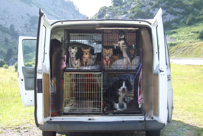 Van transporting various pets.