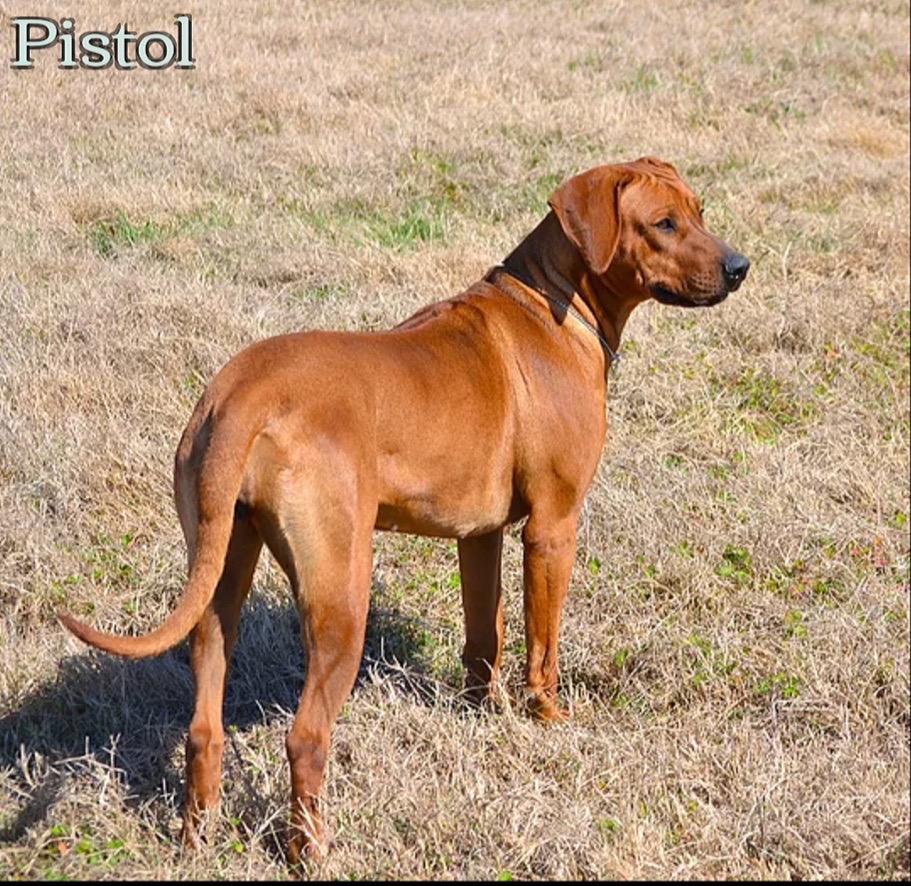 Pistol Annie- a beautiful Rhodesian Ridgeback female