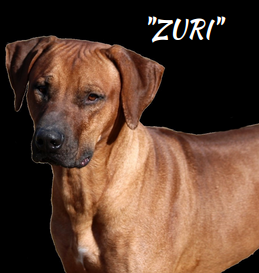 Zuri- Pride of Baltazar- a handsome Rhodesian Ridgeback