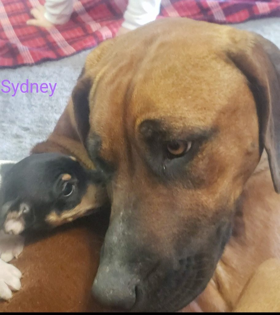 Sydney looking lovingly at her pup.