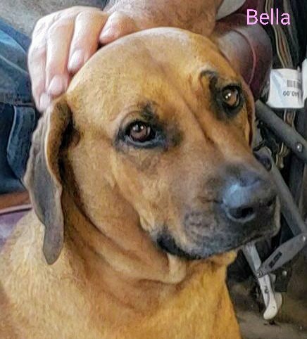 Bella- a beautiful Rhodesian Ridgeback