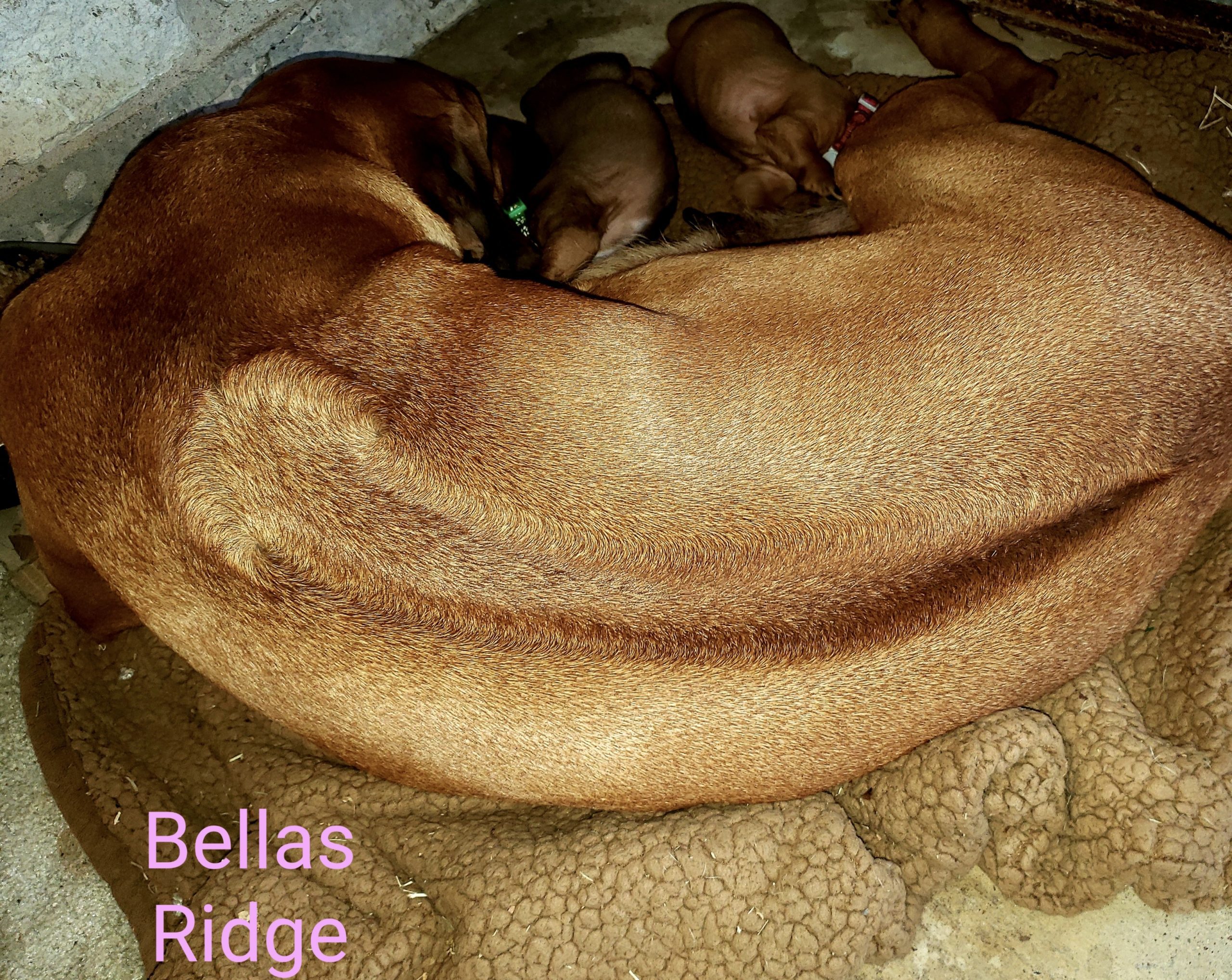 Bella's beautiful ridge