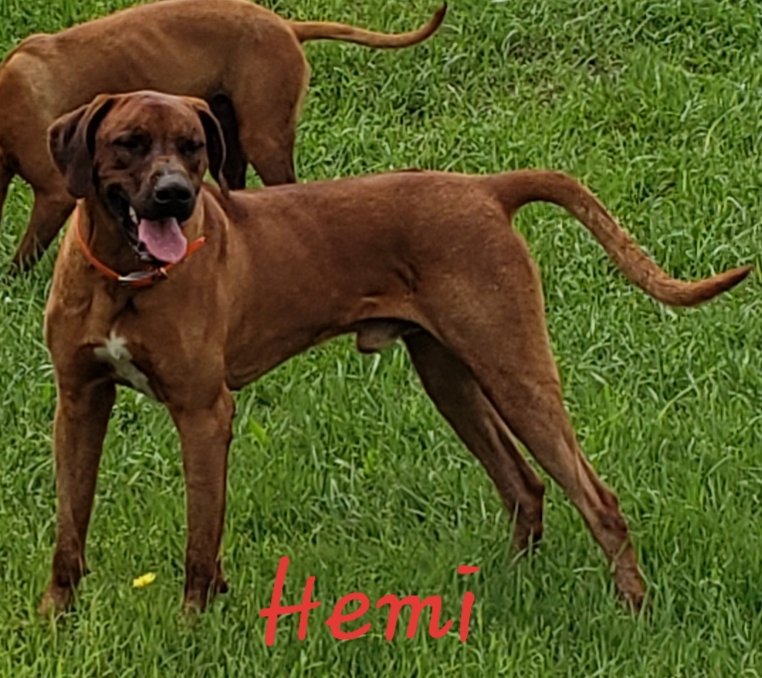 Ridgeback dark hot sale red wheaten