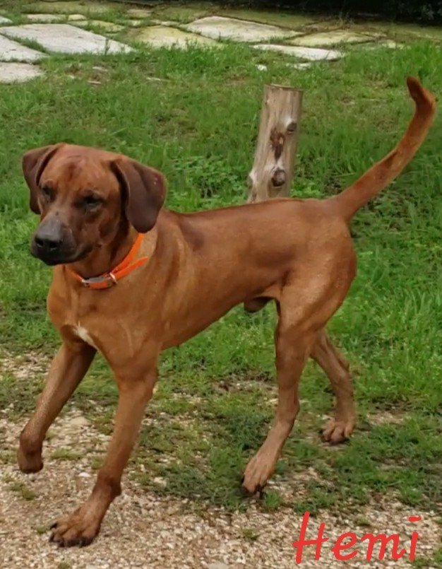 Hemi- Rhodesian Ridgeback