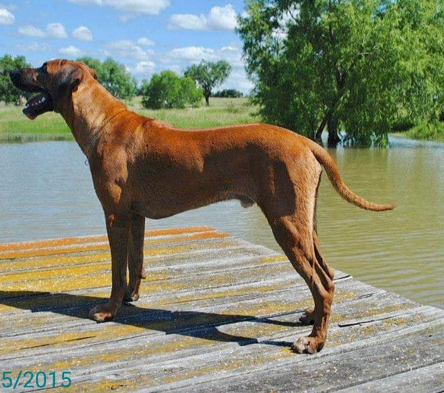 Bravehearts Chisum- Rhodesian Ridgeback