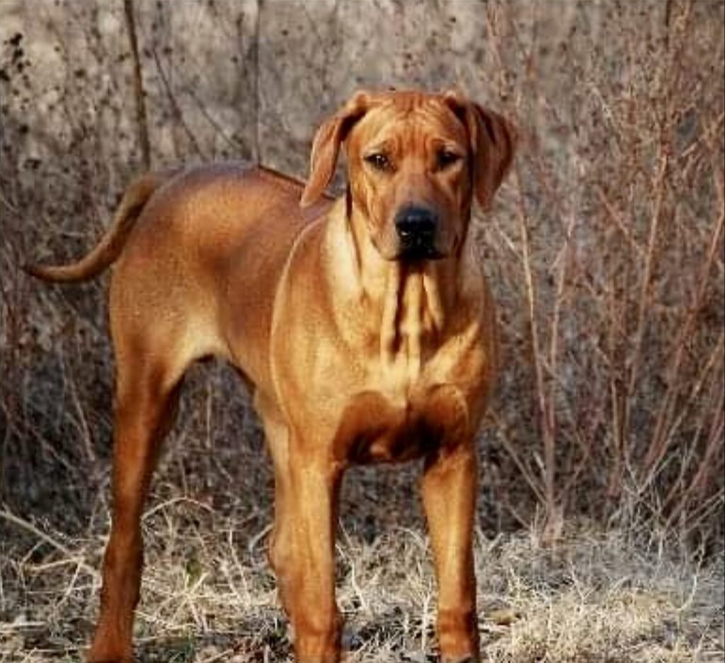 Lionhearts The Rifleman- Rhodesian Ridgeback