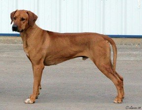 GR CH Lionhounds Red Rudolph Rhodesian Ridgeback