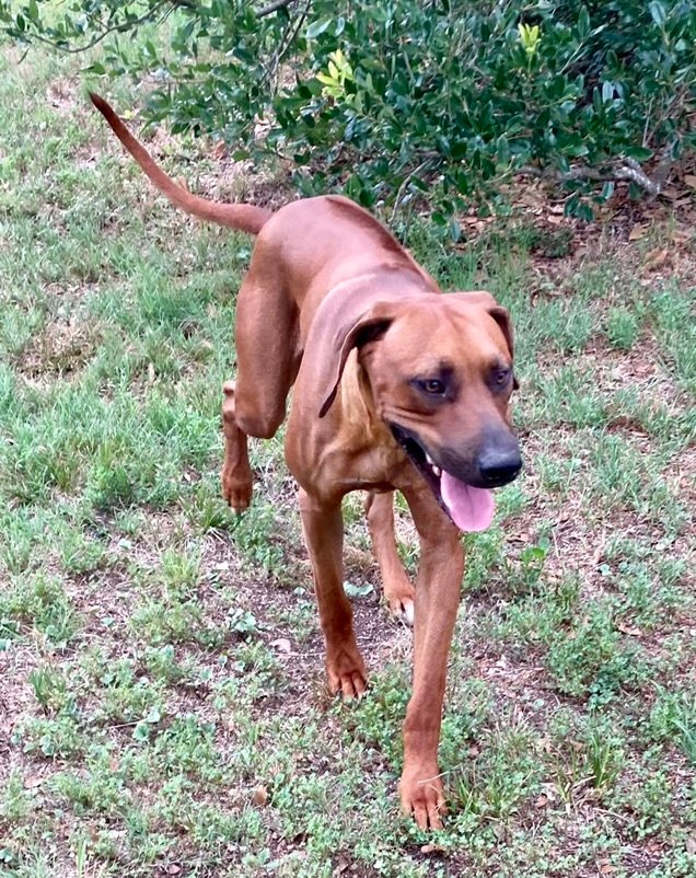 BWK Rhodesian Ridgeback Texas