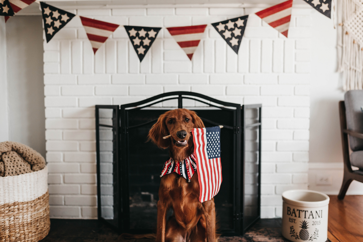 Irish Setter dog celebrating 4th of July with flag banner.