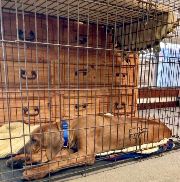 Rhodesian Ridgeback pup learning to be in his crate.