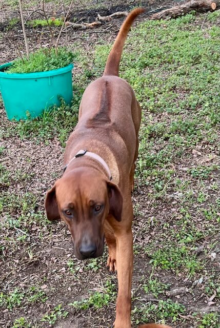 BWK Annika Khan- Rhodesian Ridgeback