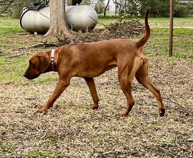 BWK Annika Khan- Rhodesian Ridgeback