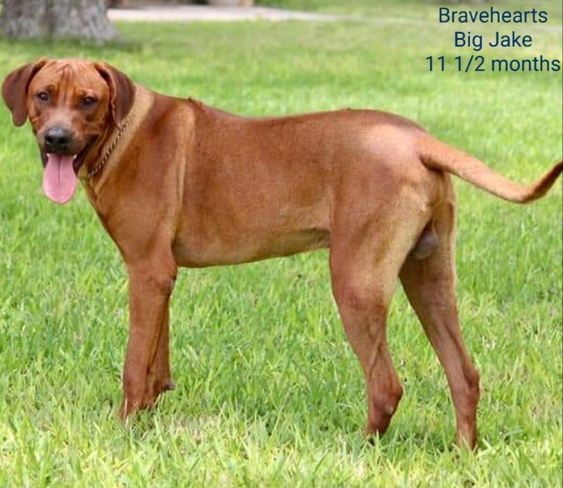 Big Jake- Rhodesian Ridgeback