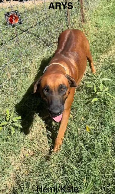 BWK Arys - Rhodesian Ridgeback