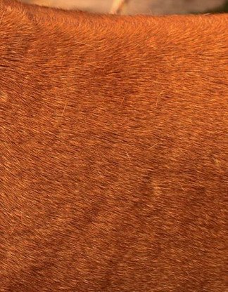 Red wheaten color of a Rhodesian Ridgeback