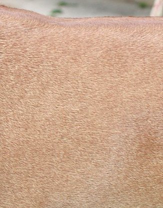 Light wheaten color of a Rhodesian Ridgeback