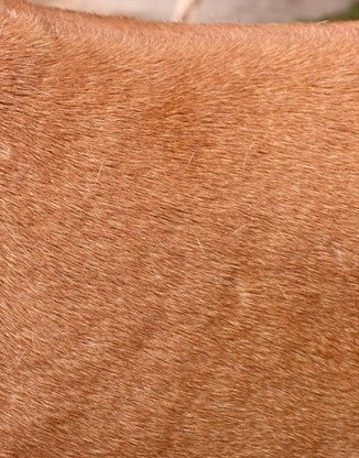 Warm wheaten color of a Rhodesian Ridgeback